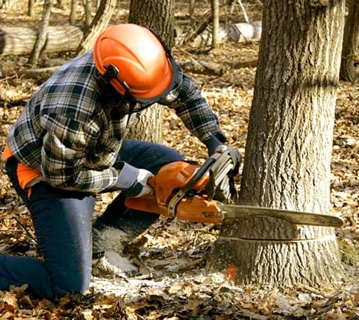 Tree Removal in Deerfield, KS